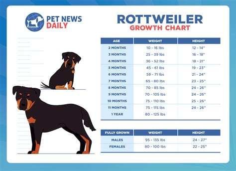 rottweiler 3 months|rottweiler age chart.